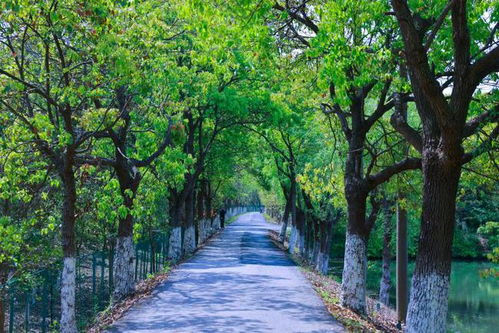 上海影視取景地又 上新 ,攝制服務機構助力鄉村振興